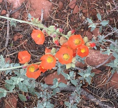 Sphaeralcea parvifolia