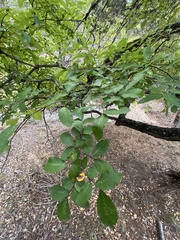 Ulmaceae