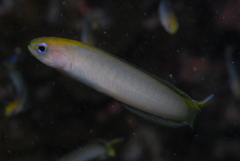 Trachinops noarlungae