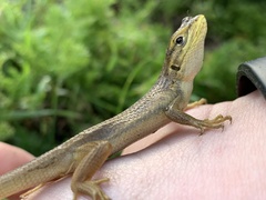 Liolaemus chiliensis