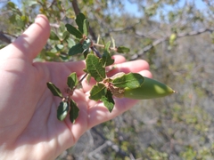 Quercus john-tuckeri