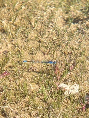 Enallagma carunculatum