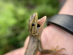 Liolaemus chiliensis
