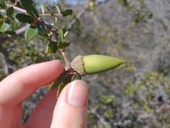 Quercus john-tuckeri