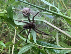 Dolomedes vittatus