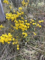 Acacia buxifolia