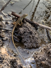 Liolaemus chiliensis
