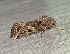 Spodoptera ornithogalli