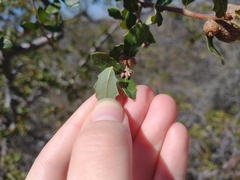 Quercus john-tuckeri