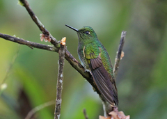 Boissonneaua flavescens