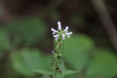 Stachys tenuifolia