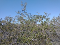 Quercus john-tuckeri