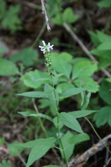 Stachys tenuifolia