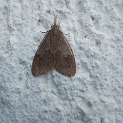 Trocodima lenistriata