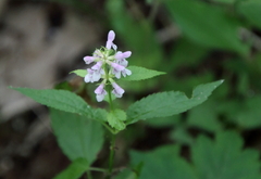 Stachys tenuifolia
