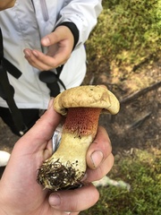 Rubroboletus satanas