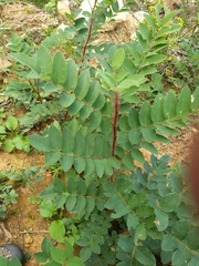 Robinia hispida