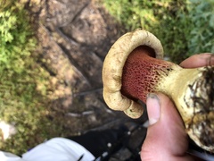 Rubroboletus satanas