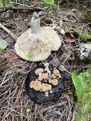 Asterophora lycoperdoides