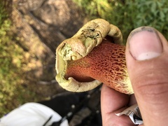 Rubroboletus satanas