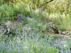Liatris punctata