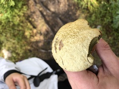 Rubroboletus satanas