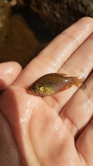 Enneacanthus gloriosus