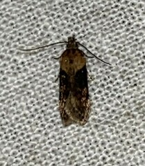 Chionodes mediofuscella