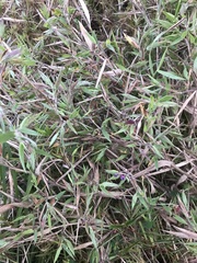 Dichanthelium scoparium