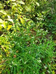 Pseudognaphalium obtusifolium