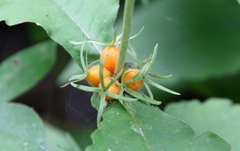 Triosteum aurantiacum