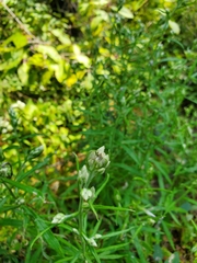 Pseudognaphalium obtusifolium