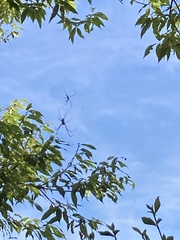 Trichonephila clavata