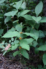 Triosteum aurantiacum