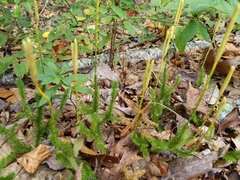 Lycopodium