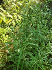 Pseudognaphalium obtusifolium