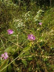 Agalinis fasciculata