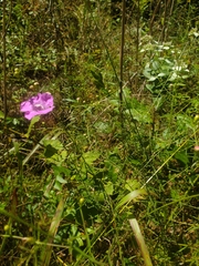 Agalinis fasciculata