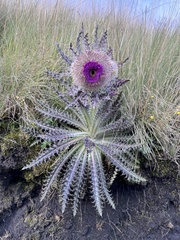 Cirsium nivale