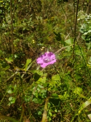 Agalinis fasciculata