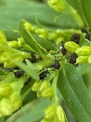 Uroleucon nigrotuberculatum