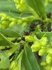 Uroleucon nigrotuberculatum