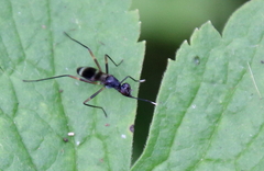 Taeniaptera trivittata