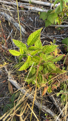 Rubus leucodermis