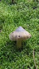 Tricholoma saponaceum