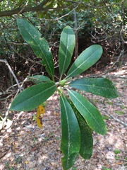 Rhododendron maximum