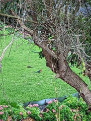 Platycercus icterotis