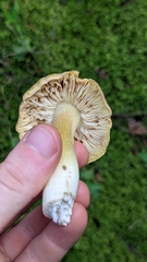 Tricholoma saponaceum