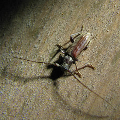 Opsimus quadrilineatus