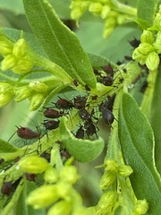 Uroleucon nigrotuberculatum